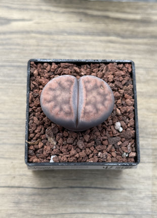 Lithops karasmontana 'Lateritia'