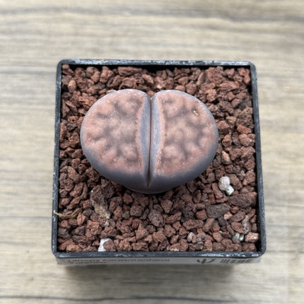 Lithops karasmontana ‘Lateritia’