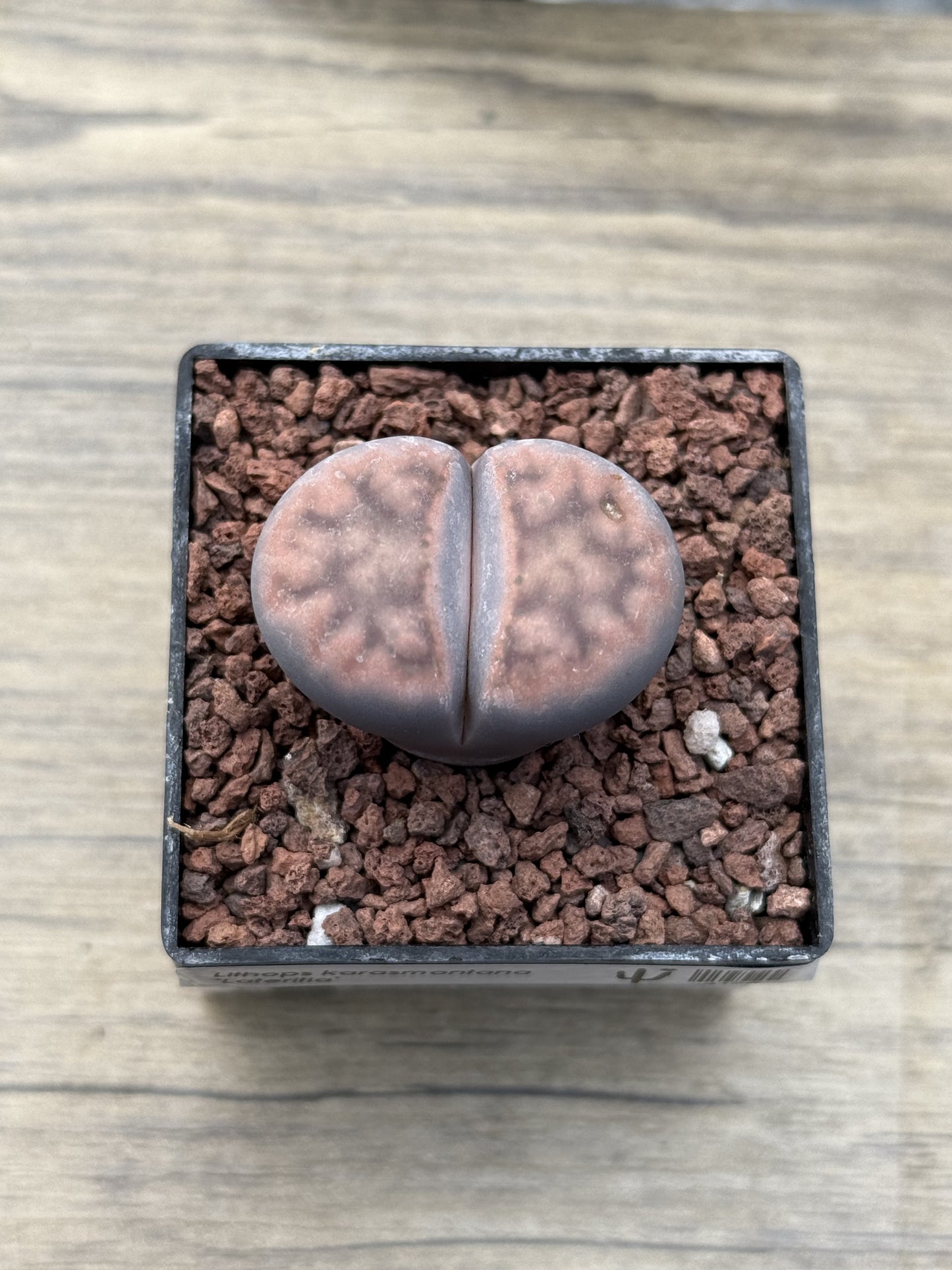 Lithops karasmontana ‘Lateritia’