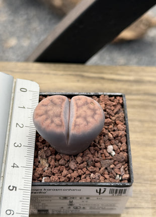 Lithops karasmontana 'Lateritia'