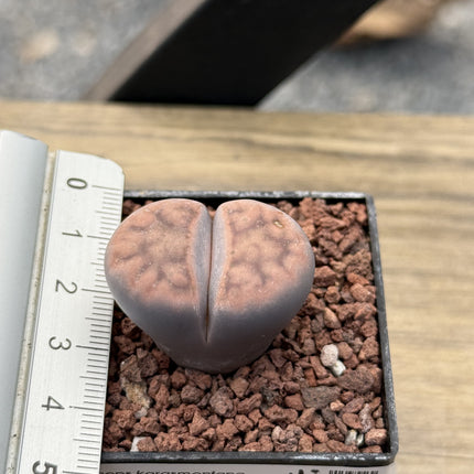 Lithops karasmontana ‘Lateritia’