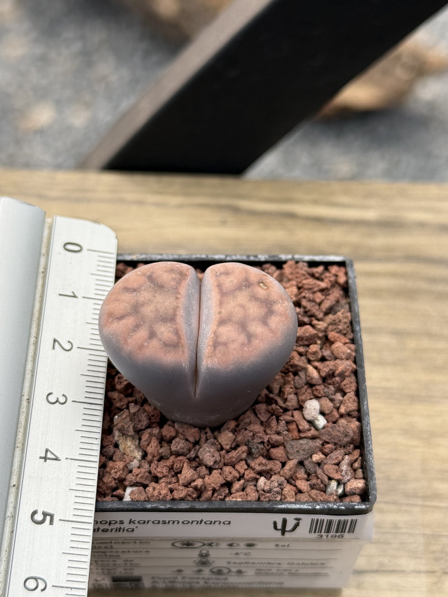 Lithops karasmontana ‘Lateritia’