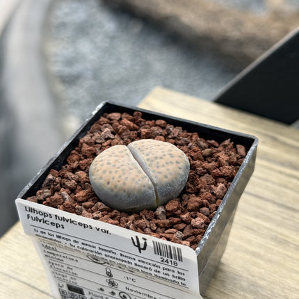 Lithops fulviceps var. fulviceps