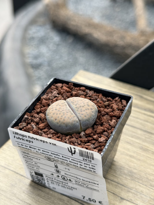 Lithops fulviceps var. fulviceps