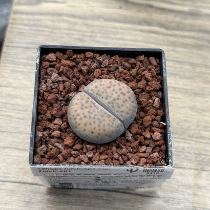 Lithops fulviceps var. fulviceps