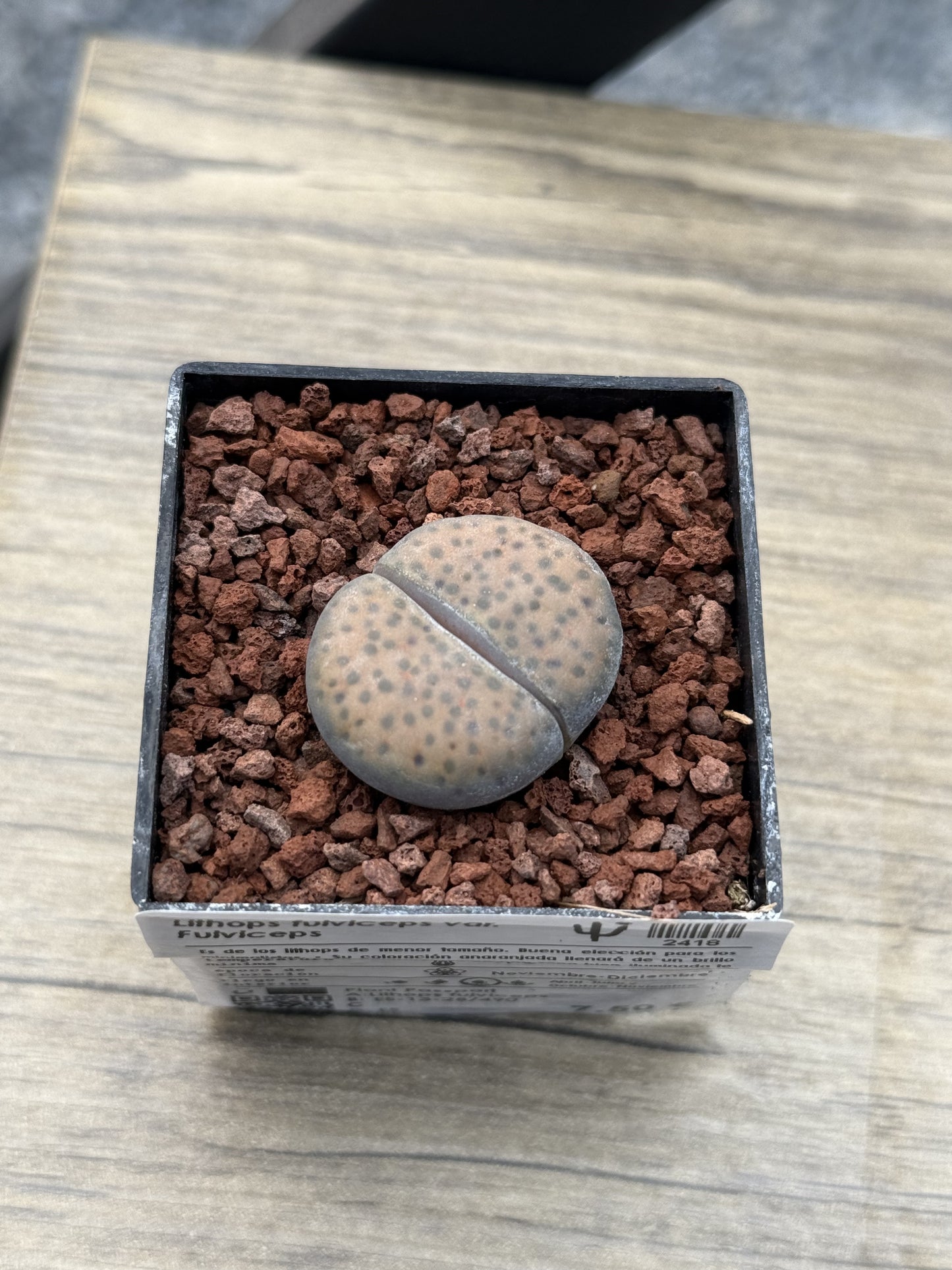 Lithops fulviceps var. fulviceps