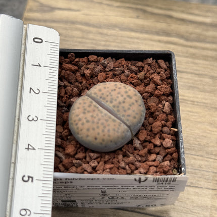 Lithops fulviceps var. fulviceps