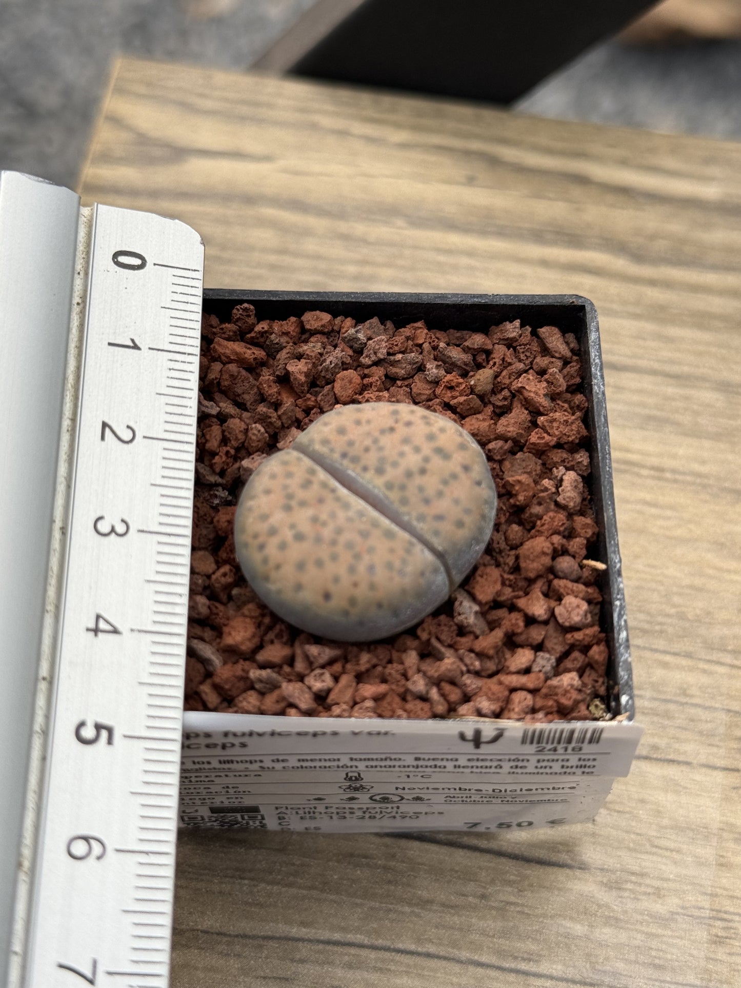 Lithops fulviceps var. fulviceps