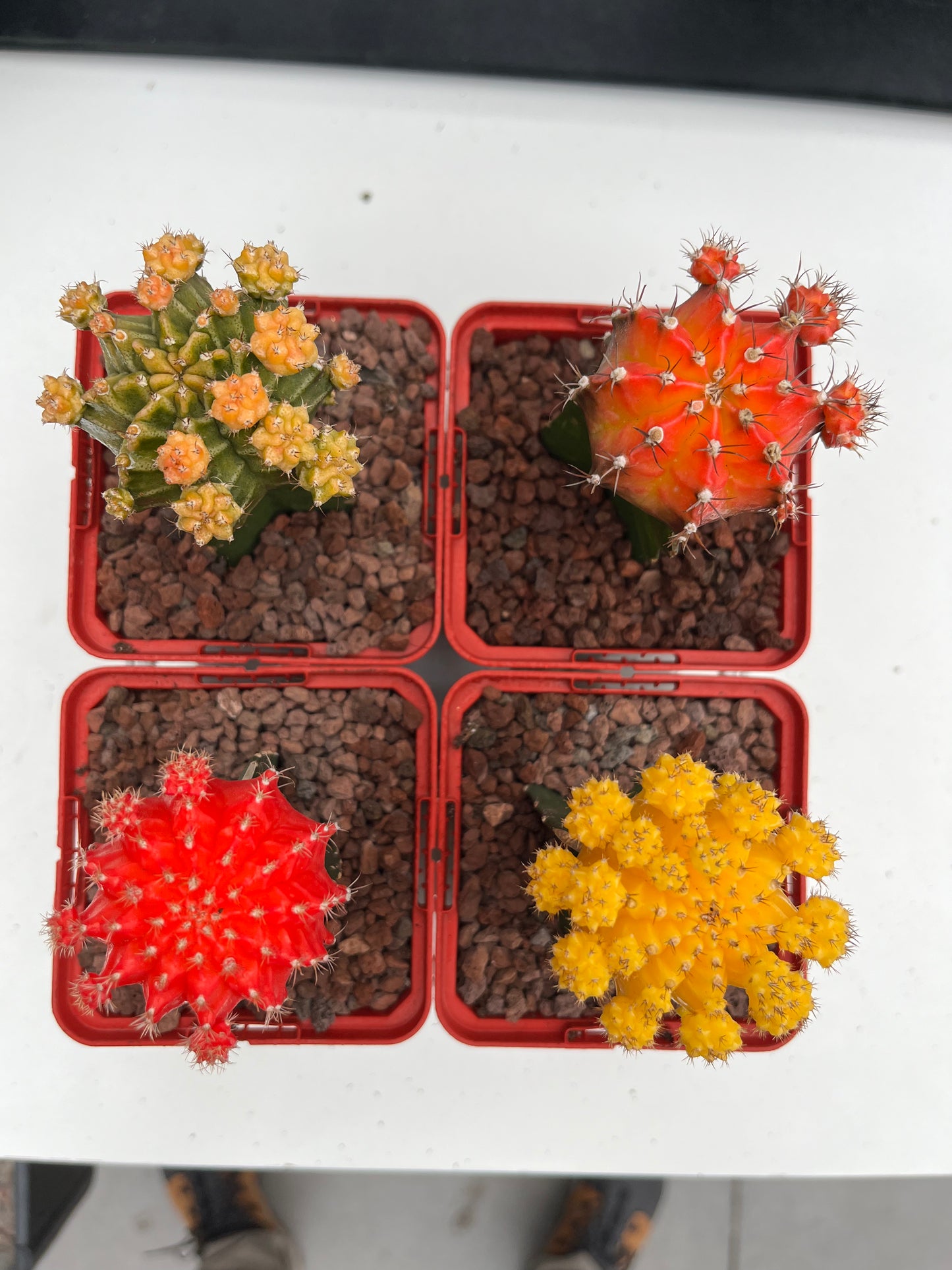 Gepfropftes Gymnocalycium mihanovichii-Paket