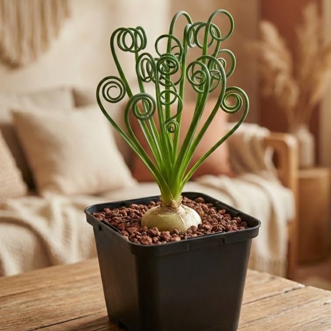 Albuca spiralis