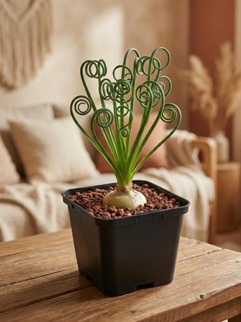 Albuca spiralis