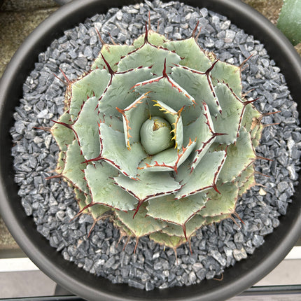 Agave potatorum “kichjokan”