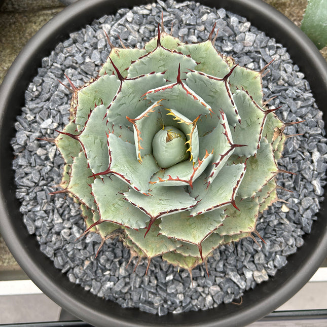 Agave potatorum “kichjokan”