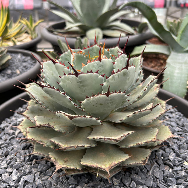 Agave potatorum “kichjokan”