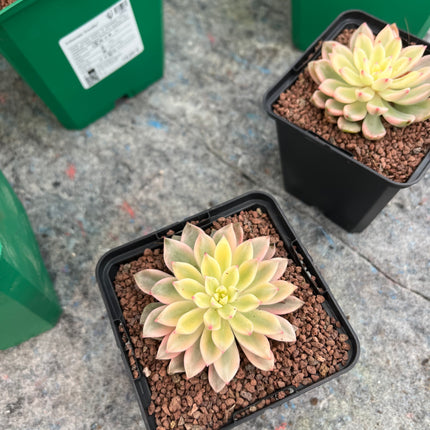 Variegated Echeveria mebina