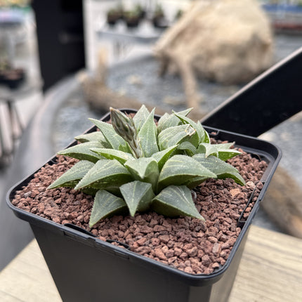 Haworthia pygmaea var. acuminata
