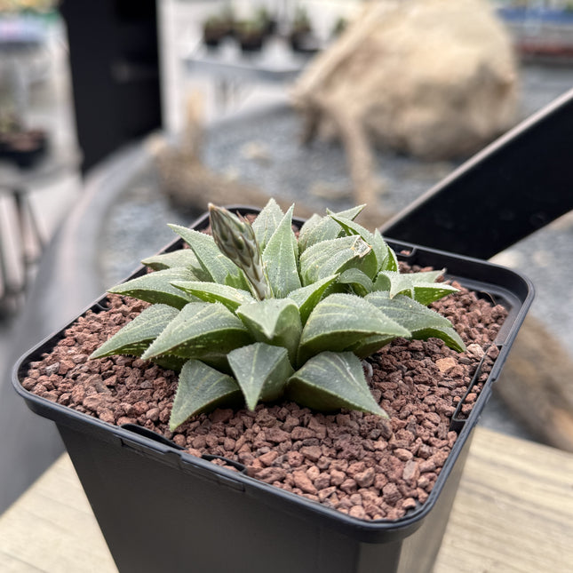 Haworthia pygmaea var. acuminata