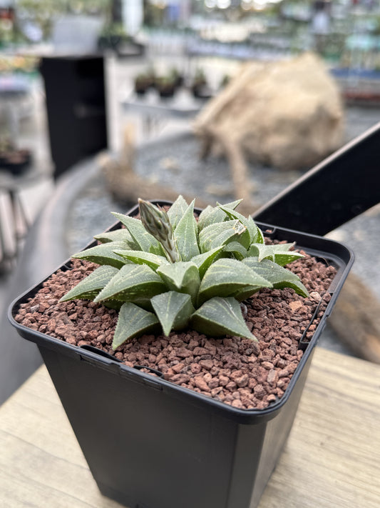 Haworthia pygmaea var. acuminata