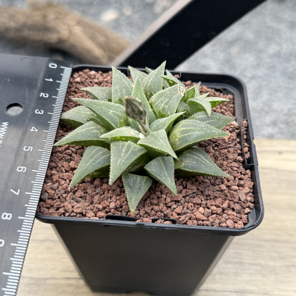Haworthia pygmaea var. acuminata