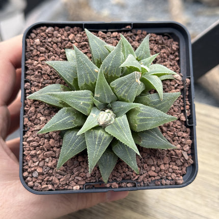 Haworthia pygmaea var. acuminata