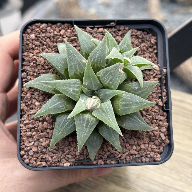 Haworthia pygmaea var. acuminata | Gouritzmond Haworthia