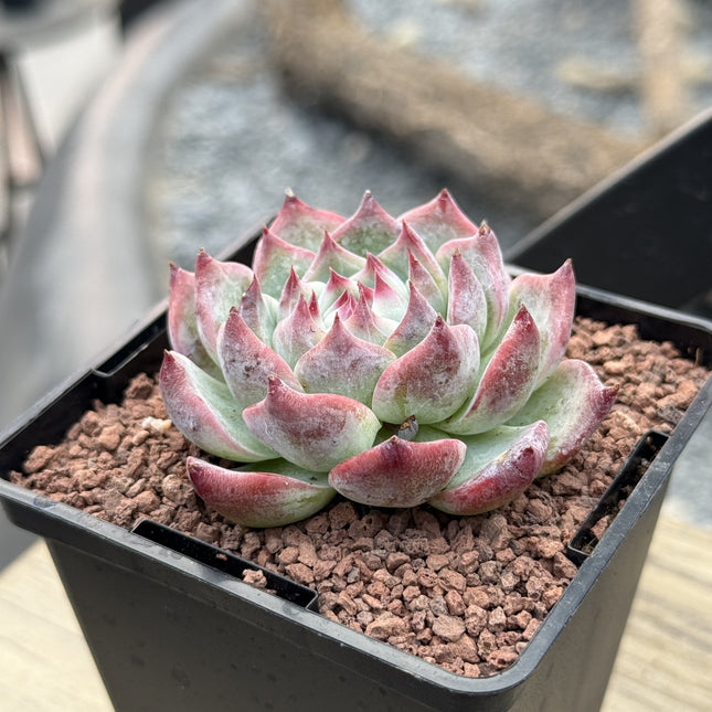 Echeveria colorata