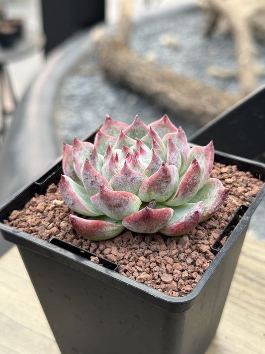 Echeveria colorata