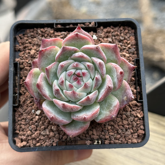 Echeveria colorata
