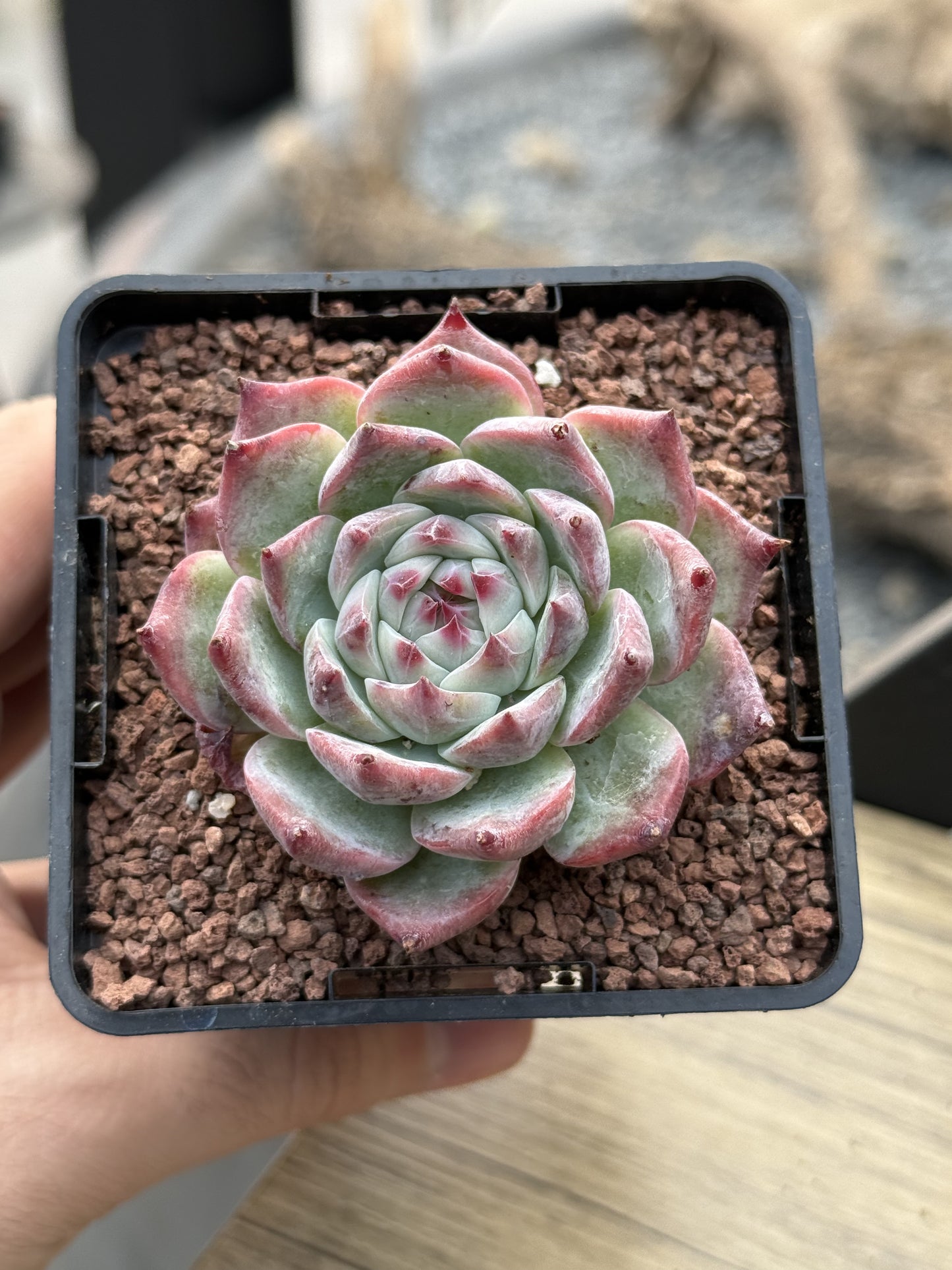 Echeveria colorata