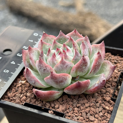 Echeveria colorata