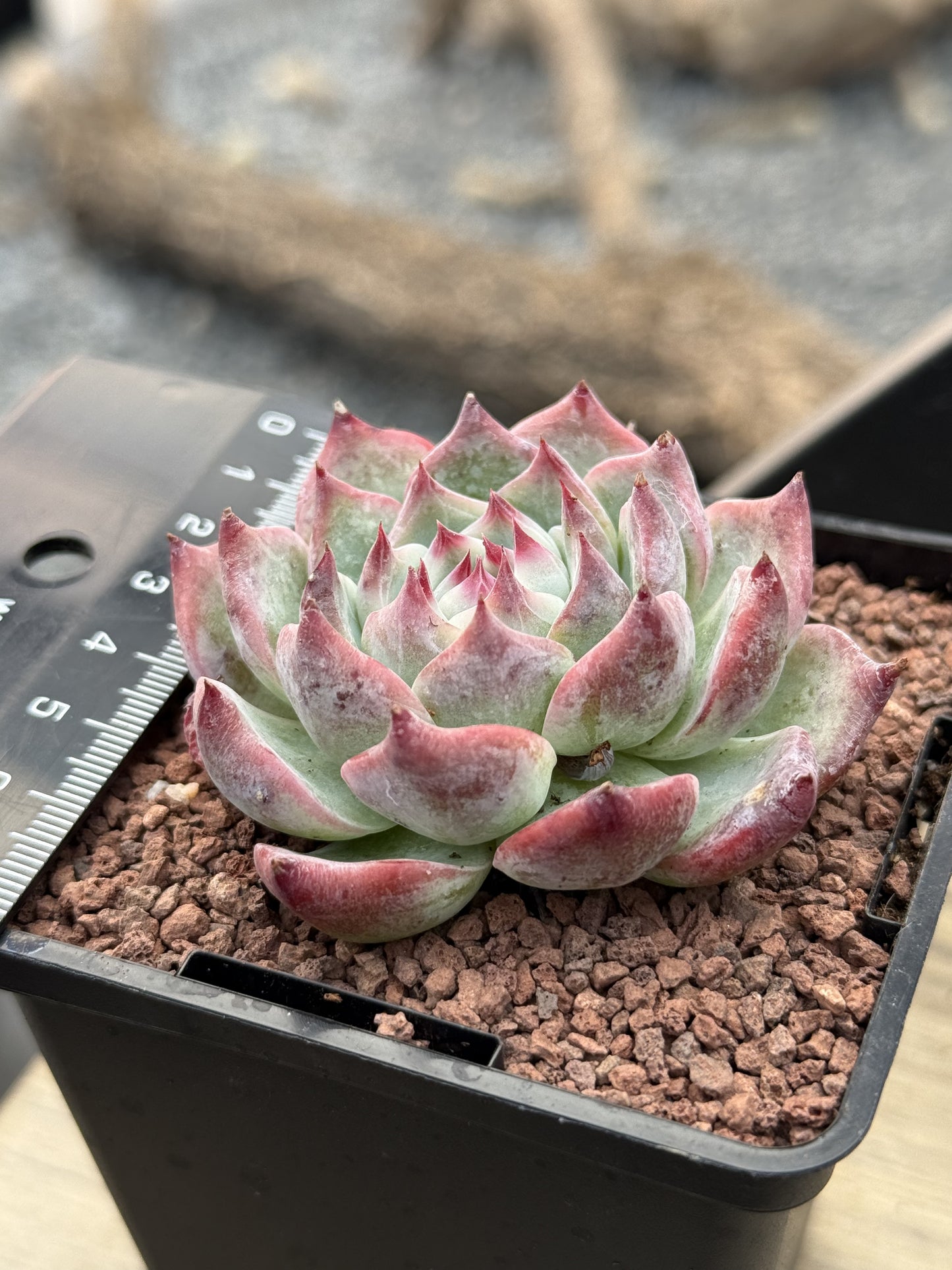 Echeveria colorata