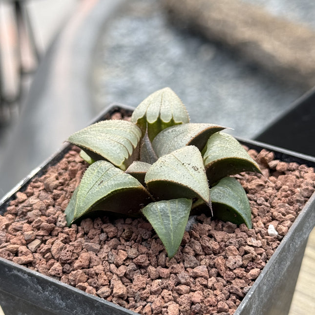 Haworthia badia