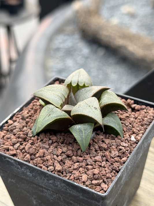 Haworthia badia