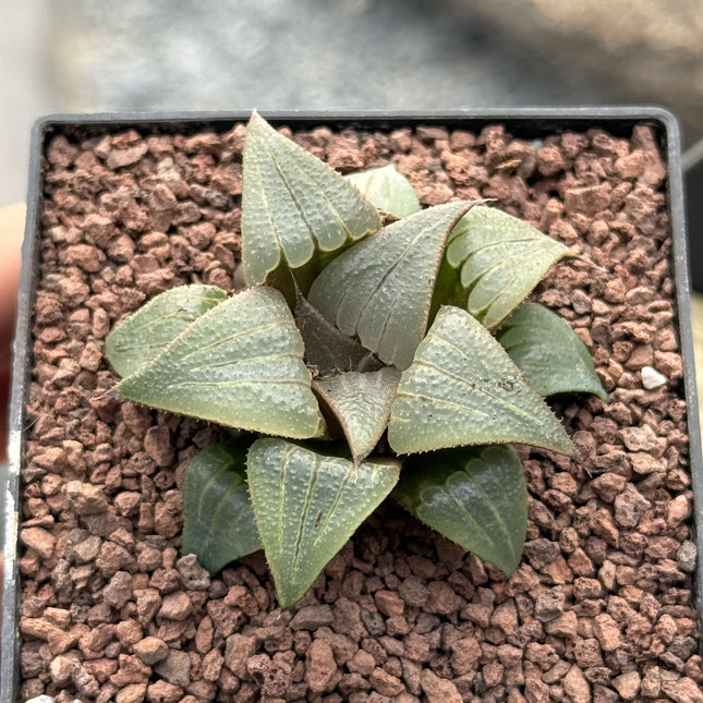 Haworthia badia