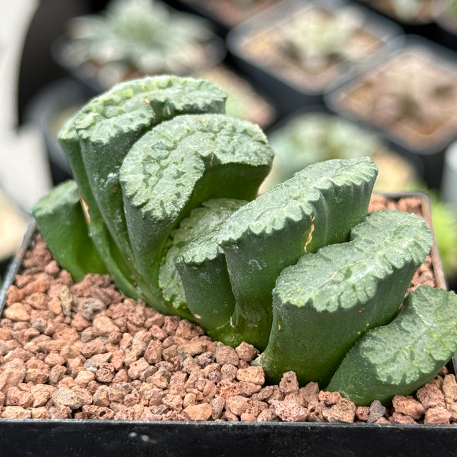 Haworthia truncata ‘Loura’