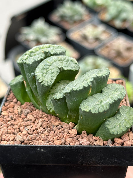 Haworthia truncata 'Loura'