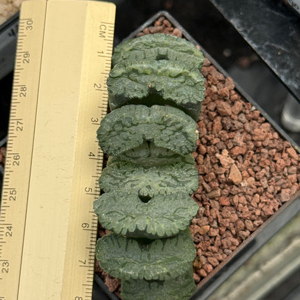 Haworthia truncata ‘Loura’