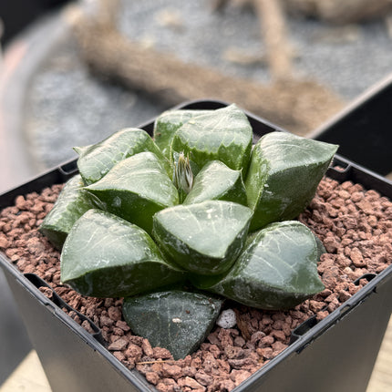 Haworthia x springbokvlakensis 'Debi'