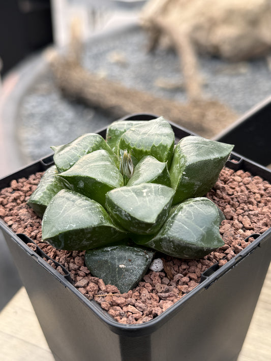 Haworthia x springbokvlakensis 'Debi'