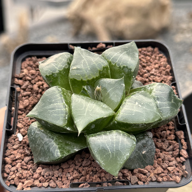 Haworthia 'Debi'