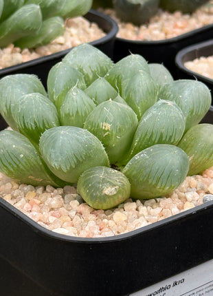 Haworthia ikra ‘Purple Li’