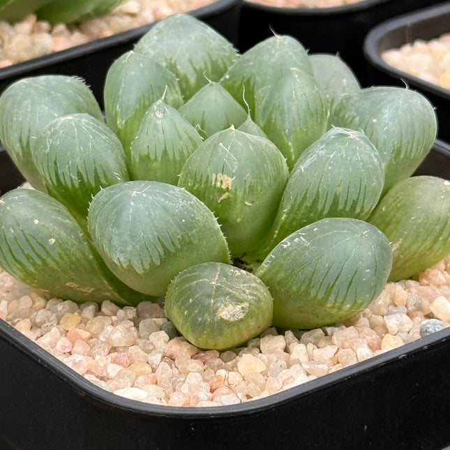 Haworthia ikra ‘Purple Li’