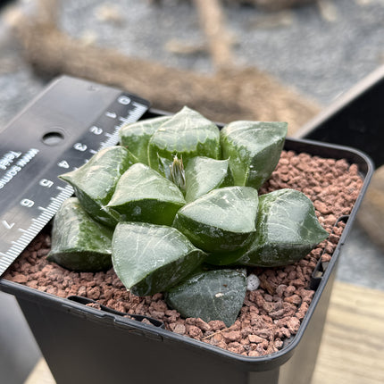 Haworthia x springbokvlakensis 'Debi'