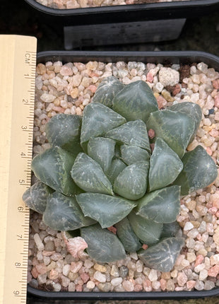 Haworthia ikra ‘Purple Li’