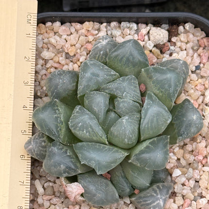 Haworthia ikra ‘Purple Li’