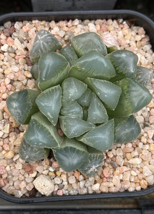 Haworthia ikra ‘Purple Li’