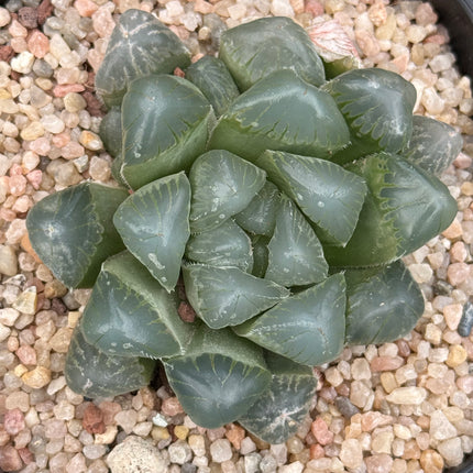 Haworthia ikra ‘Purple Li’