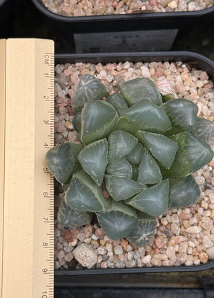 Haworthia ikra ‘Purple Li’