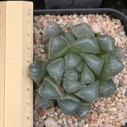 Haworthia ikra ‘Purple Li’