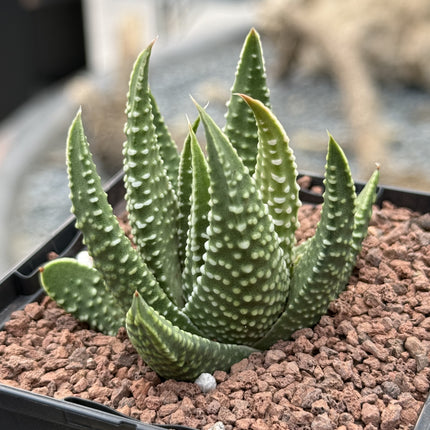 Tulista minima var. minima